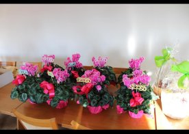 Jubileusz 50 – lecia pożycia małżeńskiego w gminie Biszcza