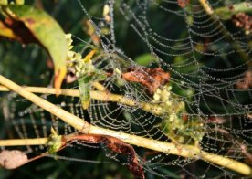 Biszczańska przyroda ...